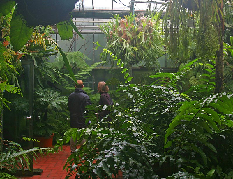 Grünpflanzen in Gewächshaus